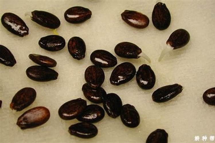 种西瓜用什么肥料好
