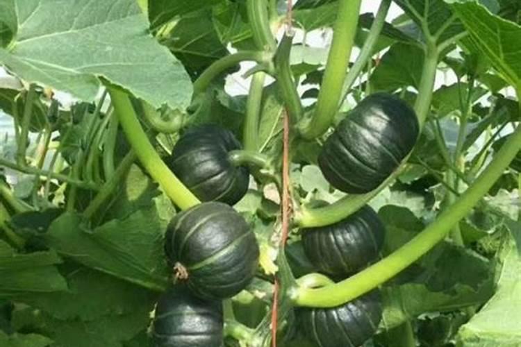 南瓜需要施什么肥料(一般种植南瓜什么时候施肥方法)