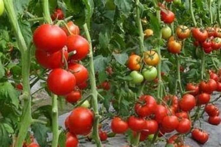 大棚种果菜常常出现裂果现象,如何解决？