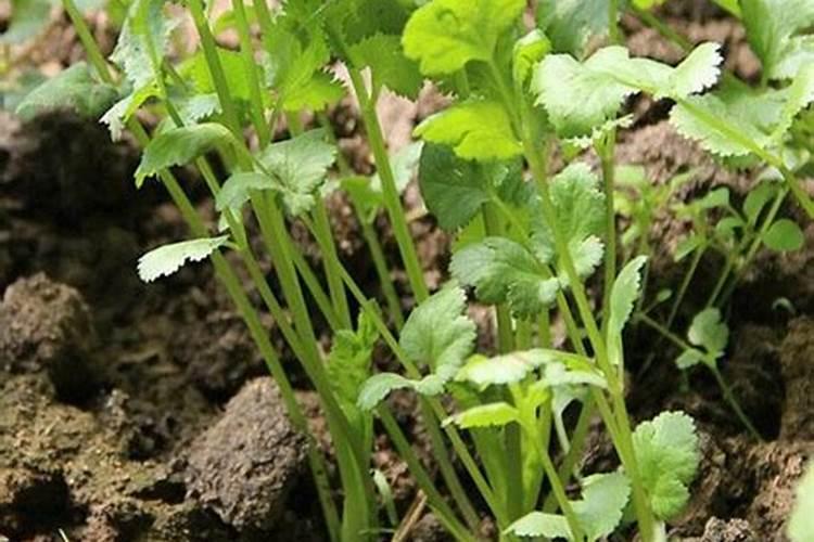 种香菜用什么肥料好？