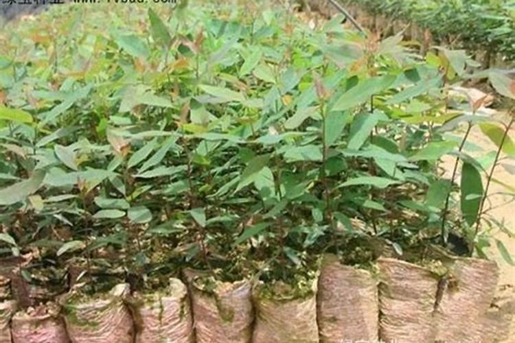 桉树放什么肥料长的比较快？