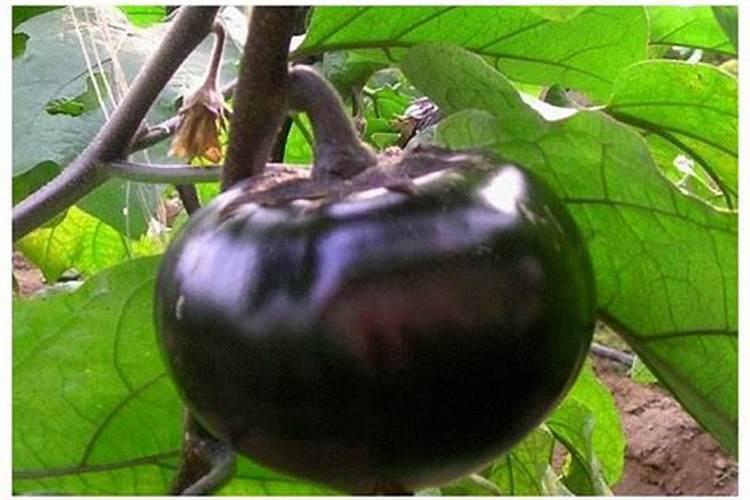 茄子苗用什么肥最好