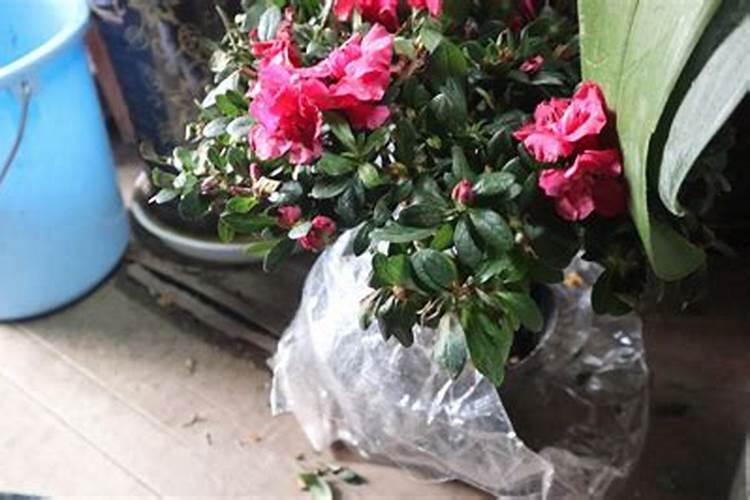 杜鹃花的施肥方法和注意事项