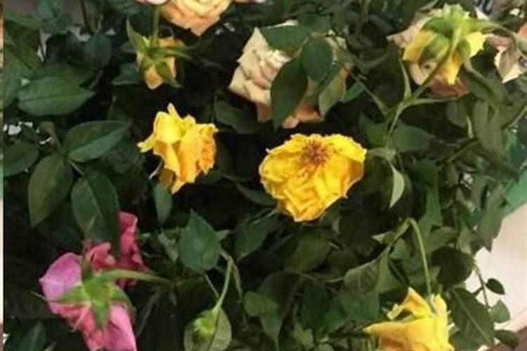 月季花叶子蔫了怎么办