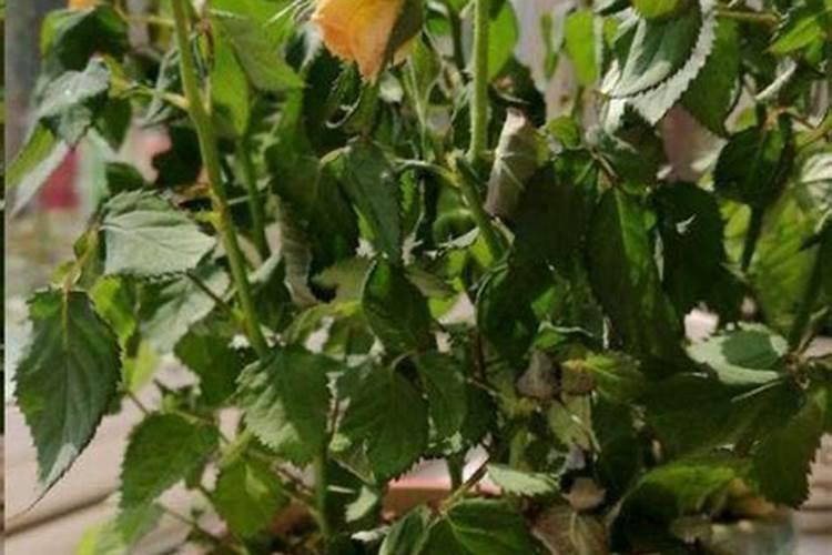 粉和平月季花为啥打蔫了？
