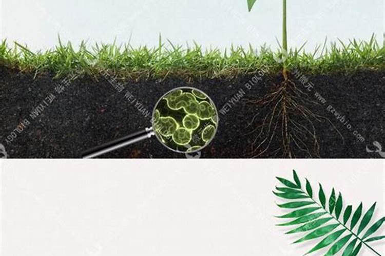 菌根菌可以同磷肥一起使用吗？