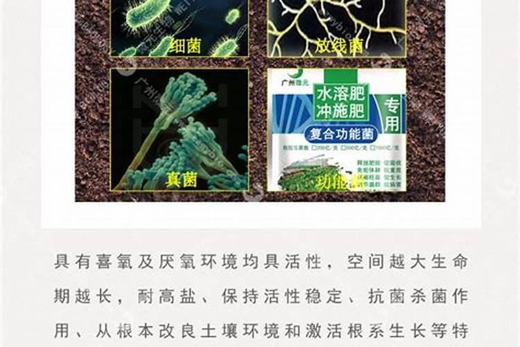 生物菌肥对于玉米死杆有没有作用？