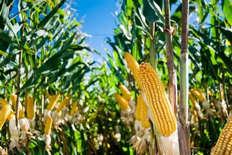 夏至时期早稻怎样追肥