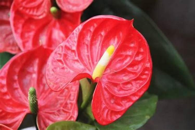 红掌开花越来越小？正确施肥,花朵比手掌大