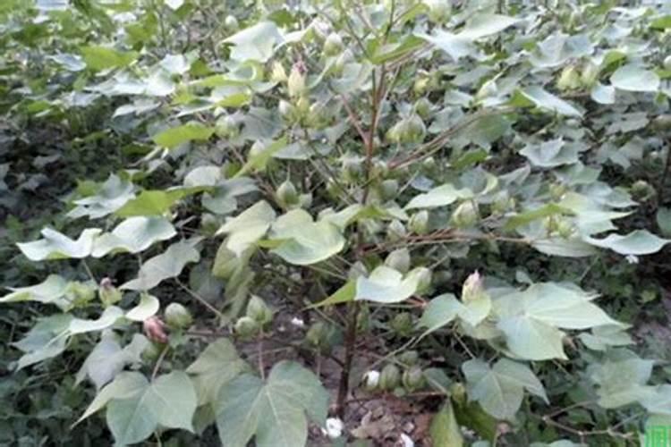 龙柏用什么土栽最好？