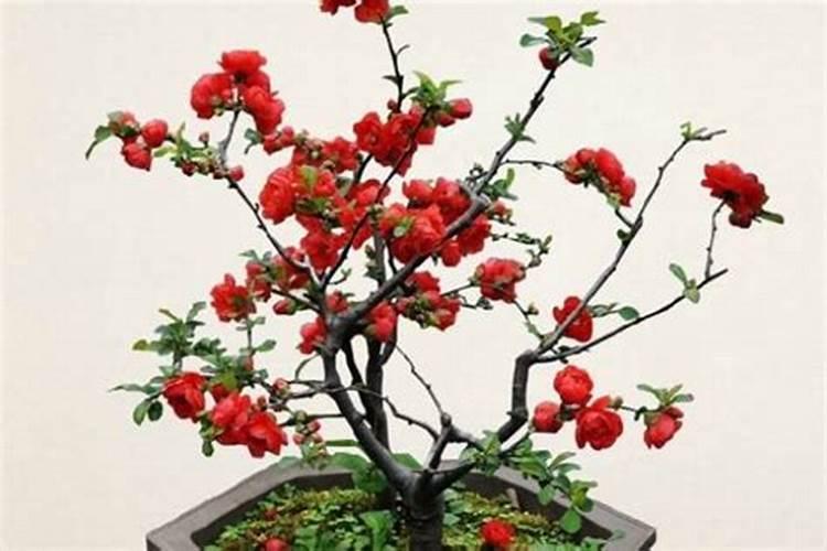 长寿冠海棠花开完花后该怎么处理