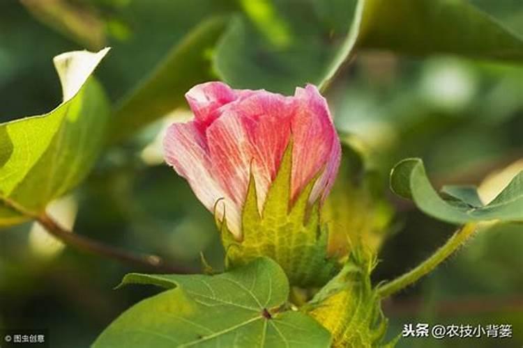 棉花要施多少肥才高产