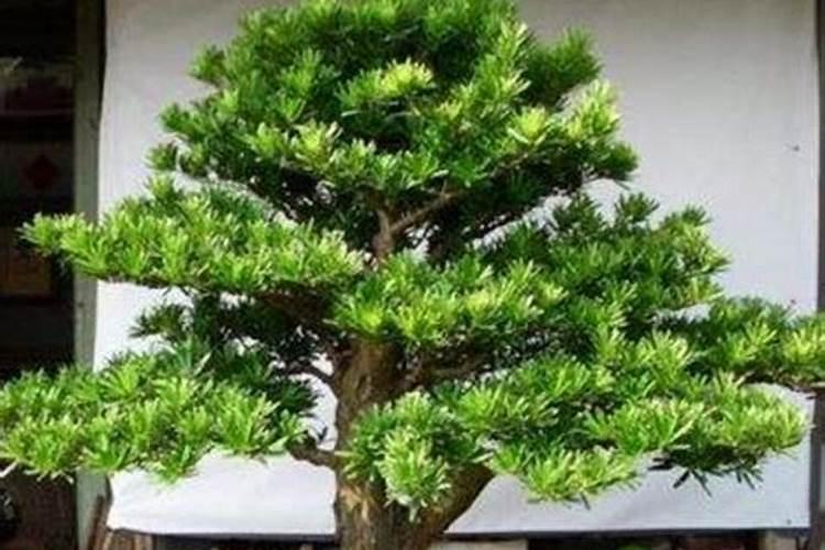 罗汉松怎么施肥 罗汉松的施肥技巧