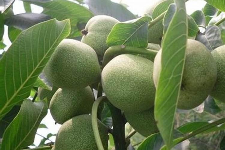 核桃树上什么肥料最好