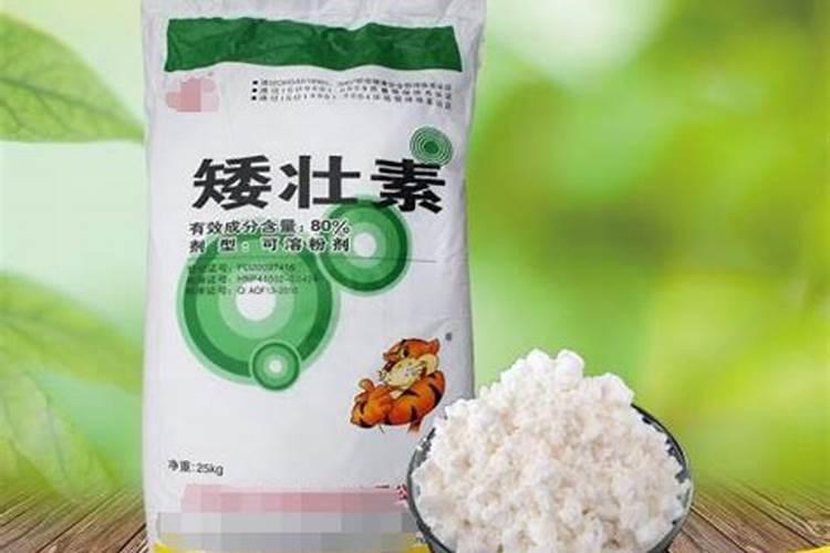 魔芋冰雹灾害补救措施？