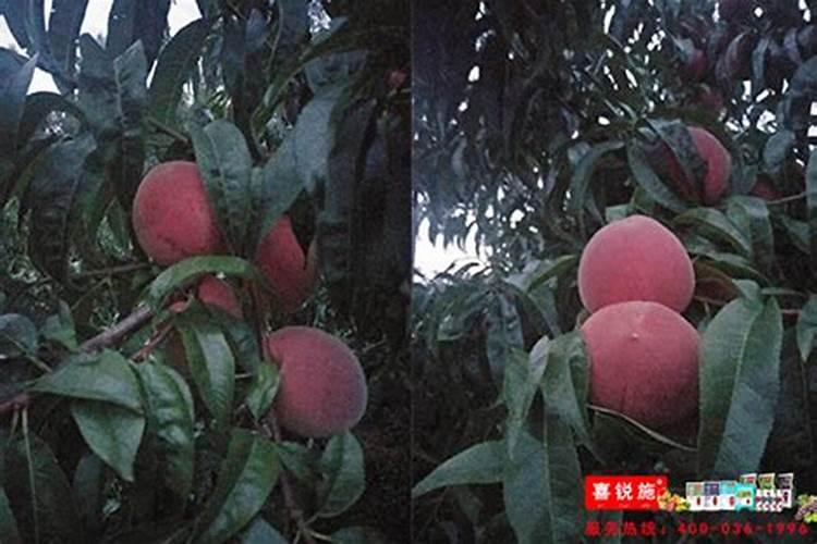 硝磺莠去津对下茬有什么影响
