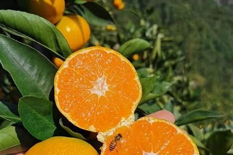 蜜桔果种植方法