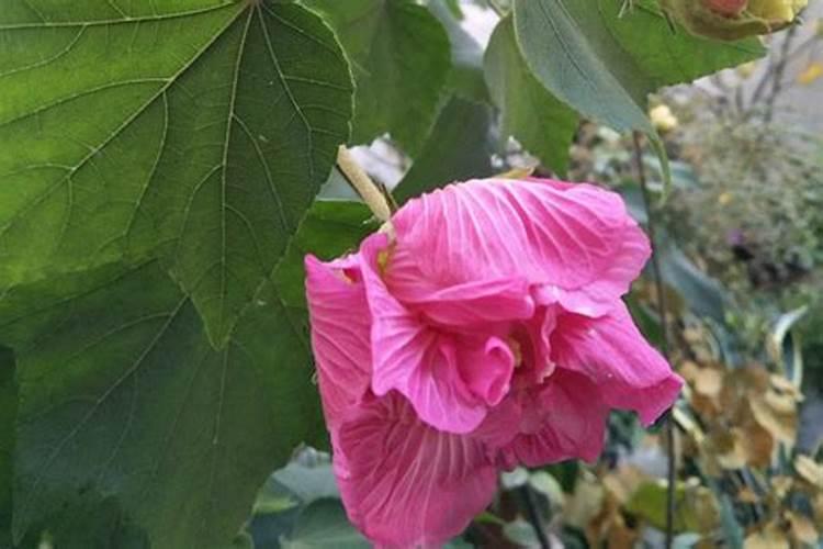 芙蓉花花期可以施肥吗 怎么施肥