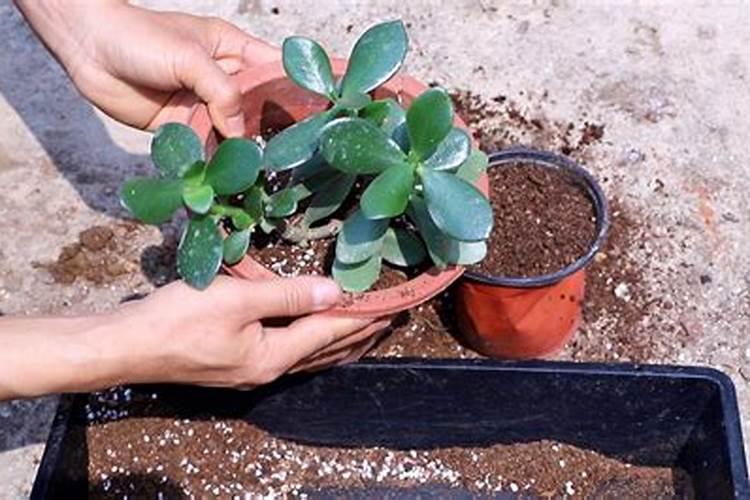 玉树施什么肥好