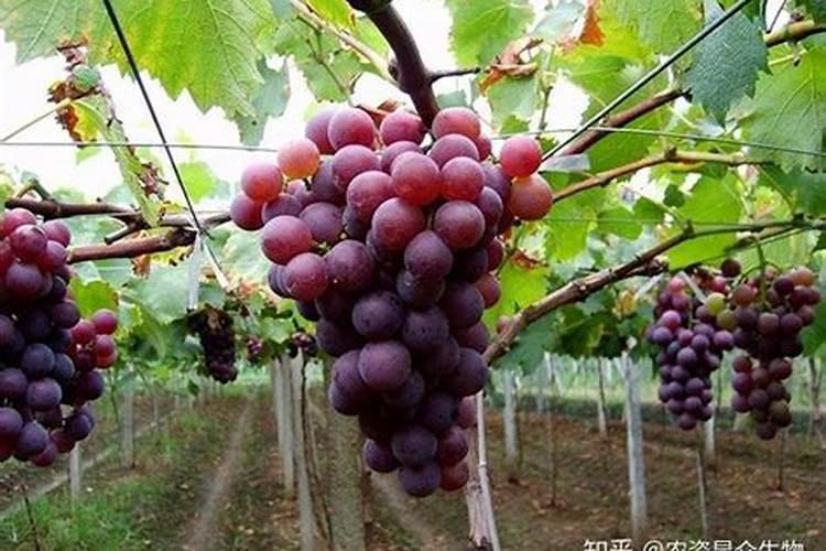 葡萄套袋时叶面喷施钙肥有什么好处