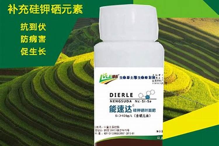 意大利生产的绿速达多少钱一袋？