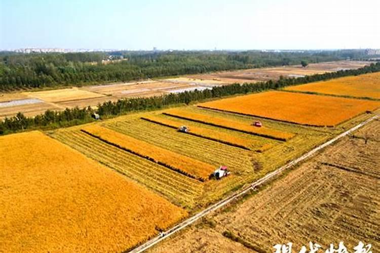 排各前十的复合肥品牌