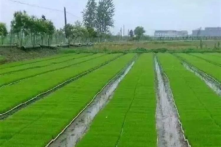 水稻秧苗怎么管理提高分蘖