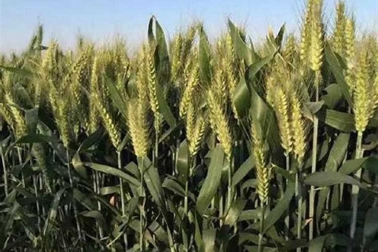 一亩地施多少磷肥合适  磷肥什么时间施最好