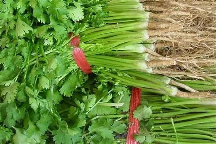 香菜最怕三种肥料