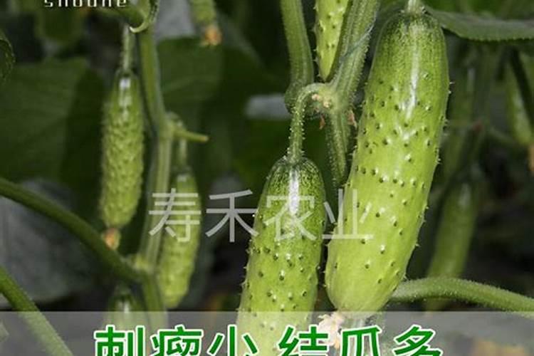 冲施大量元素水溶肥易犯的五大误区是什么呢？