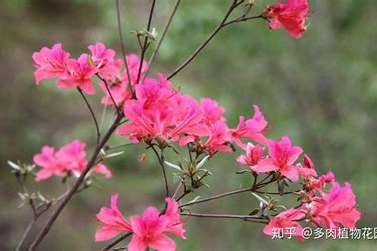 杜鹃施什么肥好