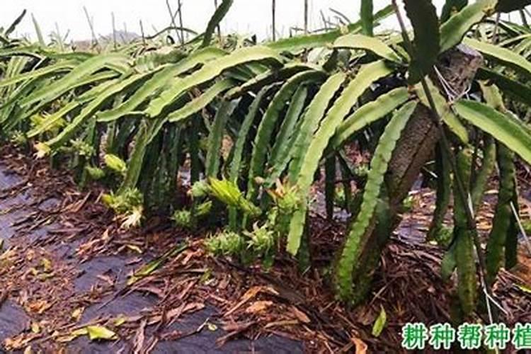 火龙果树的栽培与管理