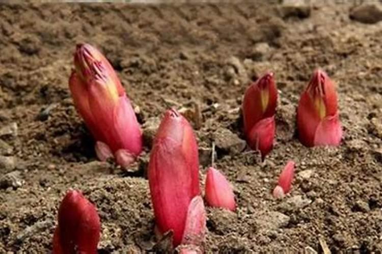 芍药施肥时间和方法,芍药喜欢什么肥料