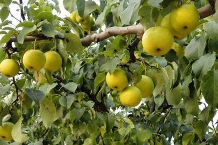 茶叶施肥的方法