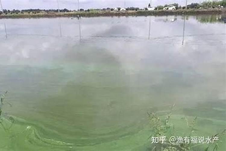 池塘里蓝藻怎么处理鱼塘长蓝藻是什么原因