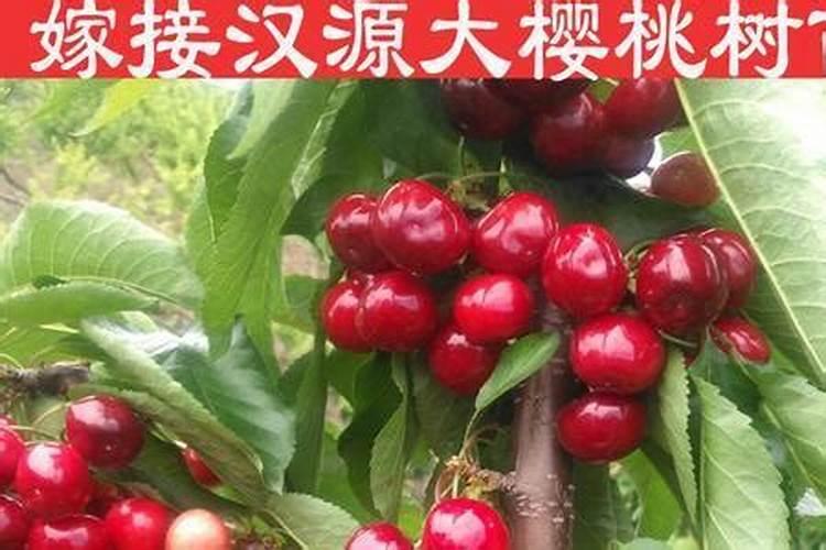 车厘子的栽培技术