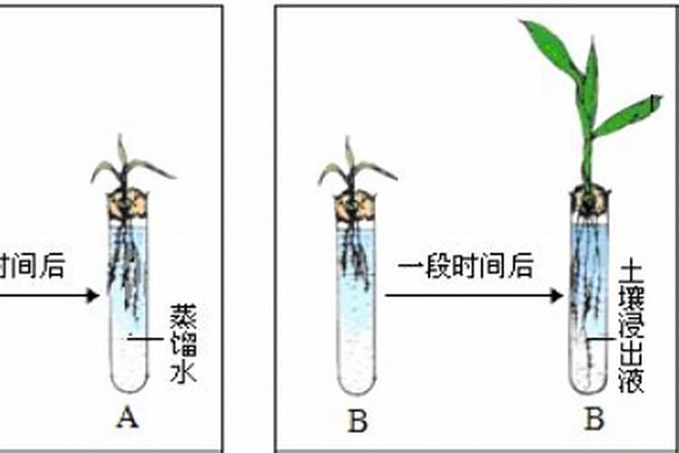 樱桃树使用全中植物生长平衡液是什么时候