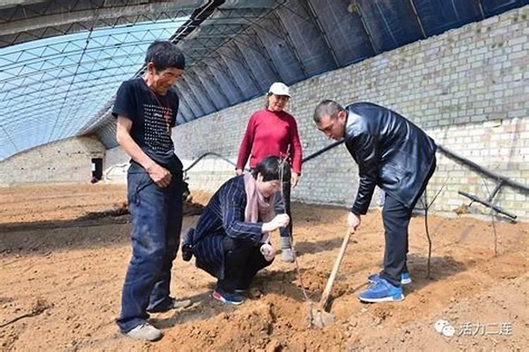 苹果里面的籽怎么能种成苹果树