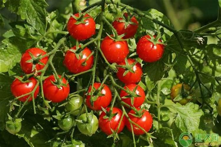 西红柿的种植用什么肥料好