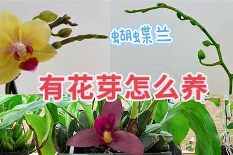 兰花花芽分化期如何养护花苞蹭蹭冒