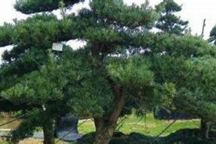 黑松盆景,拥有顽强的生命力,黑松怎么养