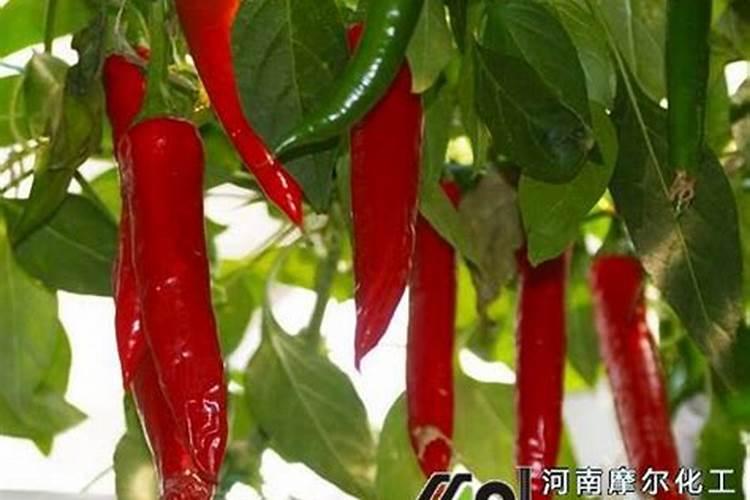 隔三到五天,打一次叶面肥,行吗？