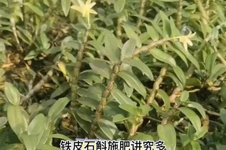 家庭盆栽石斛施什么肥料最好