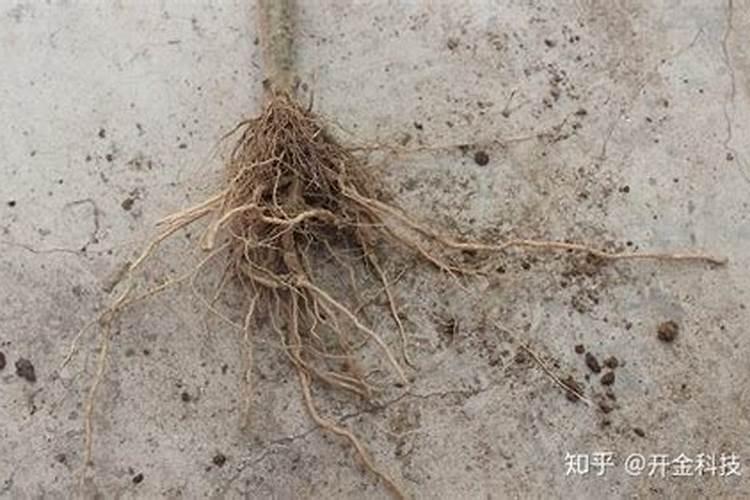 映山红盆景施肥用过磷酸钙还是钙镁磷肥好
