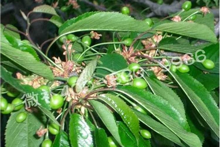 7月份大樱桃叶面肥用什么好呢