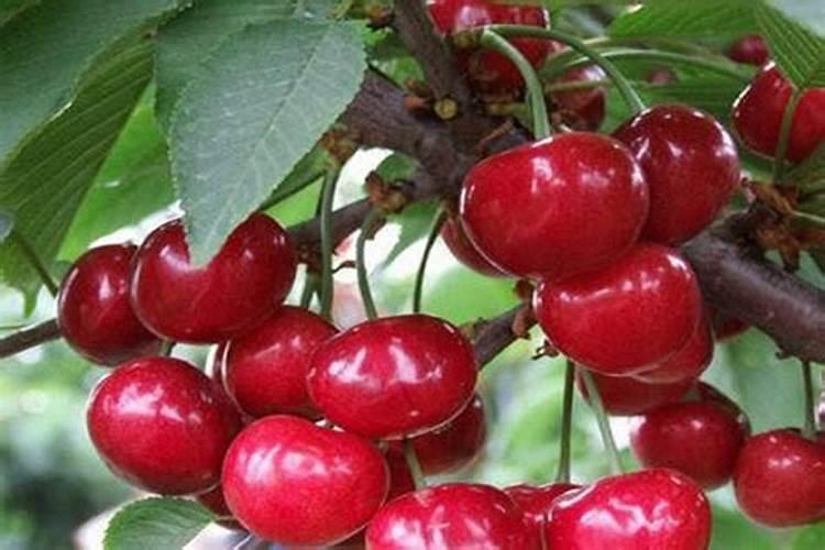 樱桃施什么肥料好？樱桃怎样让果实快速膨大？樱桃叶面肥用金泰靓