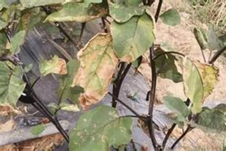 茄子蔫了如何恢复新鲜