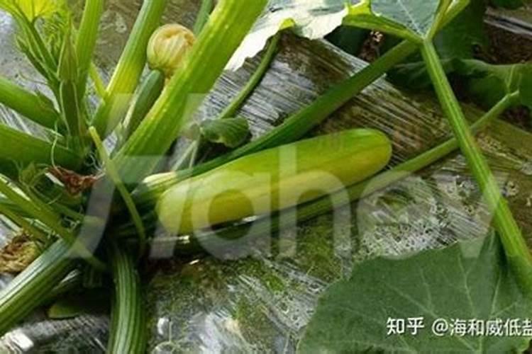 种菜用什么肥料最好