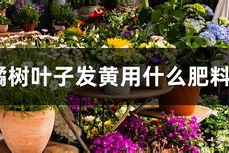 马铃薯如何施肥更科学
