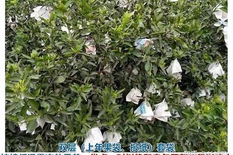 早富贵李子怎样防冻？